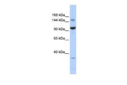 ZBTB40 Rabbit anti-Human, Polyclonal, Novus Biologicals 0.1 mL | Buy Online | Novus Biologicals | Fisher Scientific
